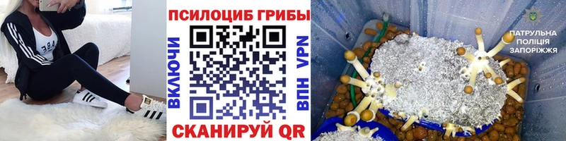 Псилоцибиновые грибы Psilocybe kraken рабочий сайт Тырныауз